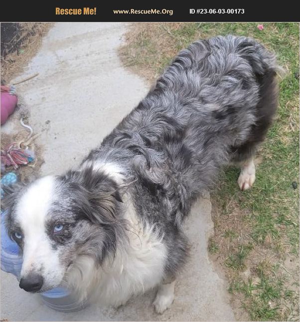 Adopt 23060300173 ~ Australian Shepherd Rescue ~ Pikeville, Nc