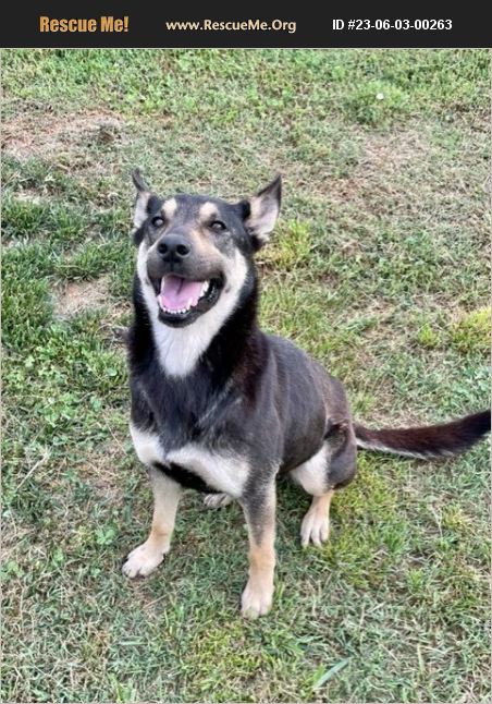 Adopt 23060300263 ~ Australian Kelpie Rescue ~ Lincolnton Nc 