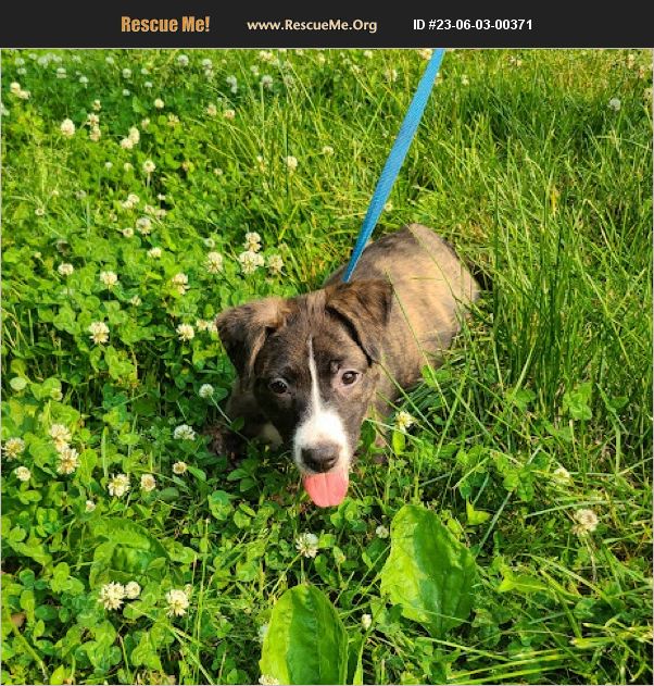 ADOPT 23060300371 Collie Rescue Mechanicsville, MD