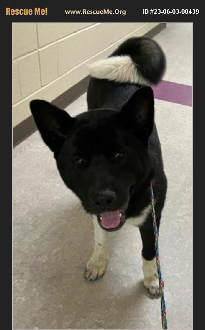 ADOPT 23060300439 ~ Akita Rescue ~ Jonesboro, GA