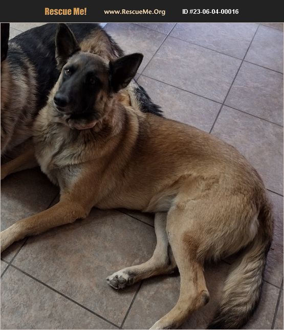 ADOPT 23060400016 Belgian Malinois Rescue Apple Valley, CA
