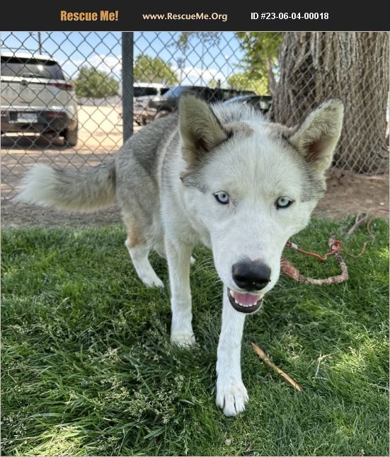 ADOPT 23060400018 Siberian Husky Rescue Apple Valley, CA