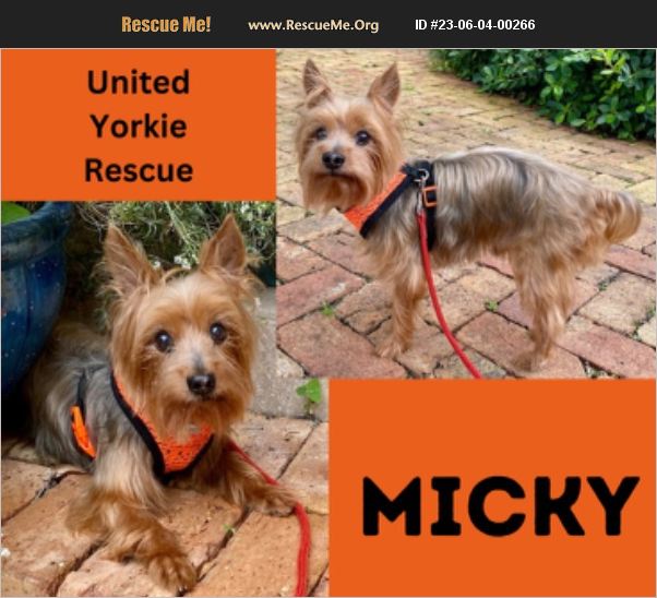 ADOPT 23060400266 Yorkie Rescue Stuart, FL