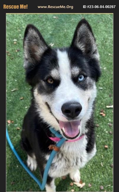 Adopt Siberian Husky Rescue Van Nuys Ca