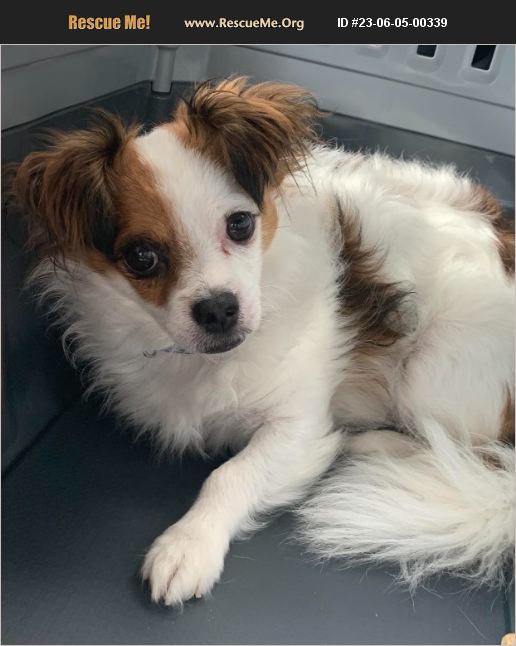 ADOPT 23060500339 Chihuahua Rescue Boca Raton, FL