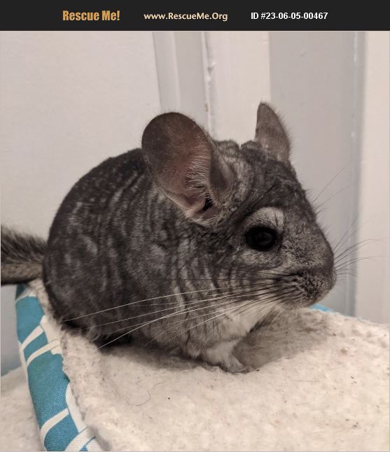 ADOPT 23060500467 Small Mammal Rescue Hamilton Township, NJ