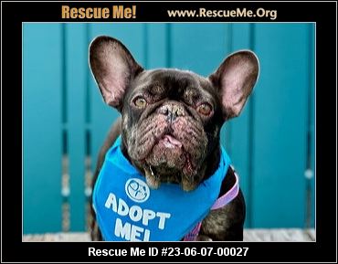 Ca french bulldog sales rescue