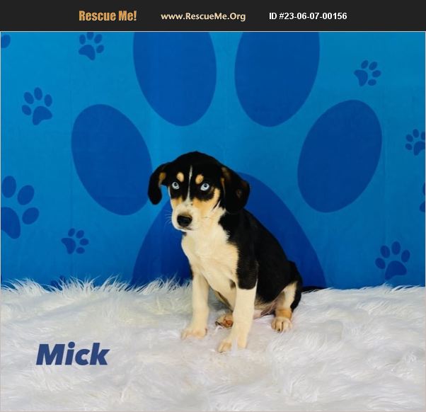 ADOPT 23060700156 Beagle Rescue New London, NC