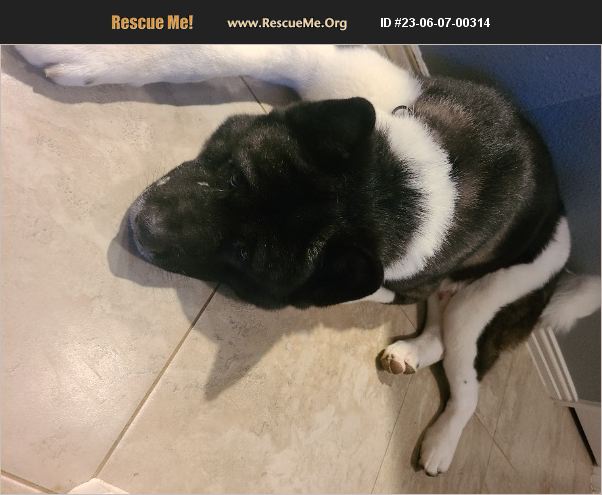 ADOPT 23060700314 ~ Akita Rescue ~ Waxahachie, TX