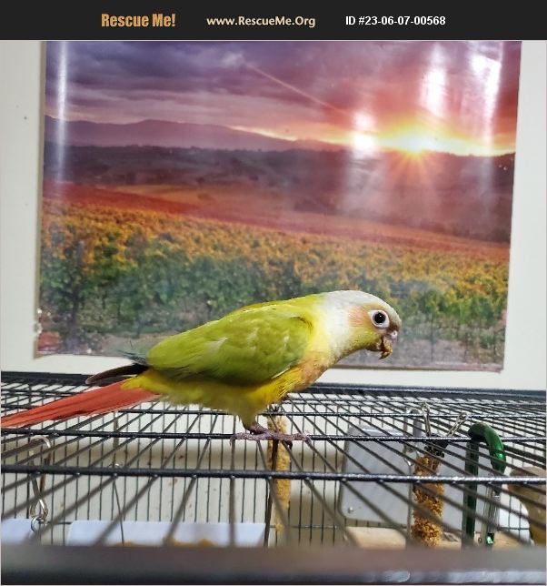 ADOPT 23060700568 Pet Bird Rescue Fairfax, VA