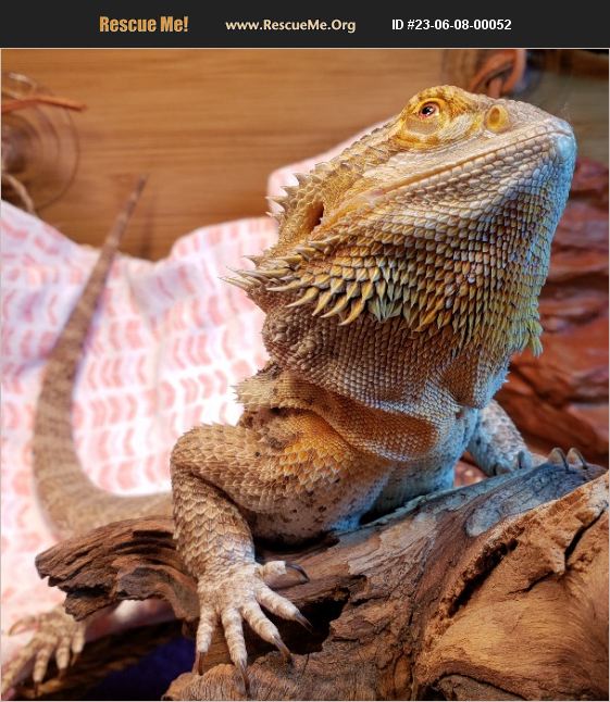 ADOPT 23060800052 Reptile/Amphibian Rescue Bremerton, WA