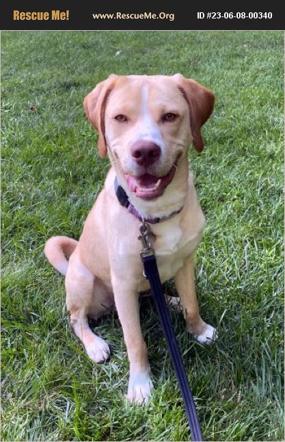 ADOPT 23060800340 Lab Rescue Bedford Hills, NY