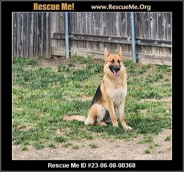 - Texas German Shepherd Rescue - ADOPTIONS - Rescue Me!