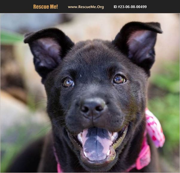 ADOPT 23060800499 Chow Chow Rescue Houston, TX