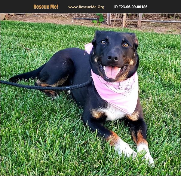 Adopt 23060900186 ~ Australian Kelpie Rescue ~ Madera Ca 