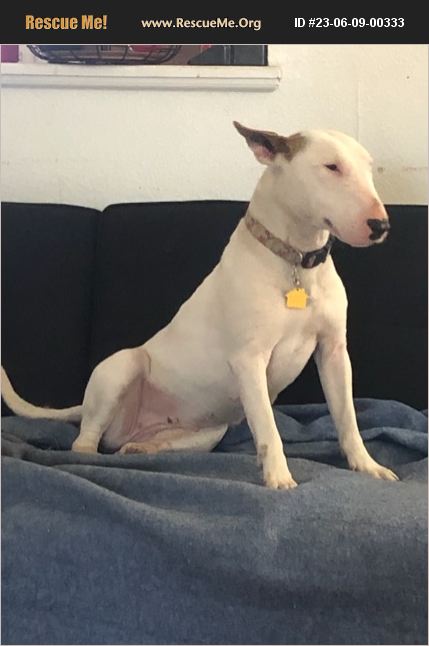 Miniature Bull Terrier Rescue