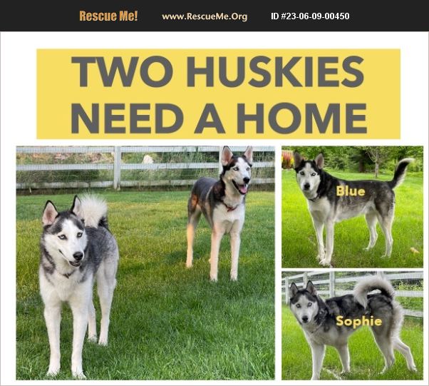 ADOPT 23060900450 Siberian Husky Rescue BigFork, MT