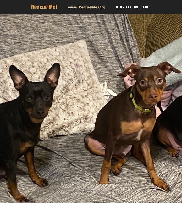 ADOPT 23060900483 Miniature Pinscher Rescue Bakersfield, CA