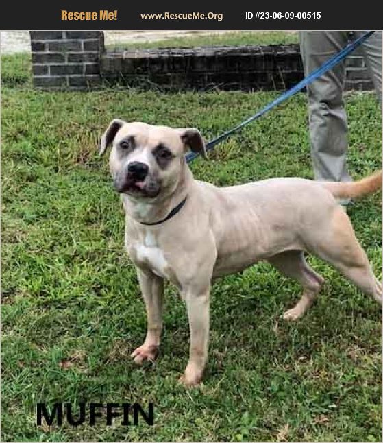 ADOPT 23060900515 Pit Bull Rescue Washington, GA