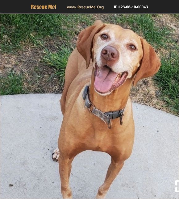 ADOPT 23061000043 Vizsla Rescue Mount Prospet, IL