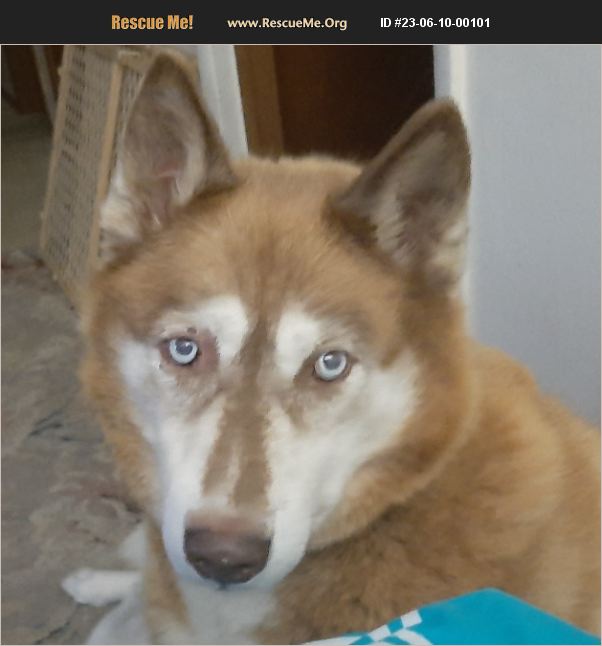 Adopt Siberian Husky Rescue Clinton Ia