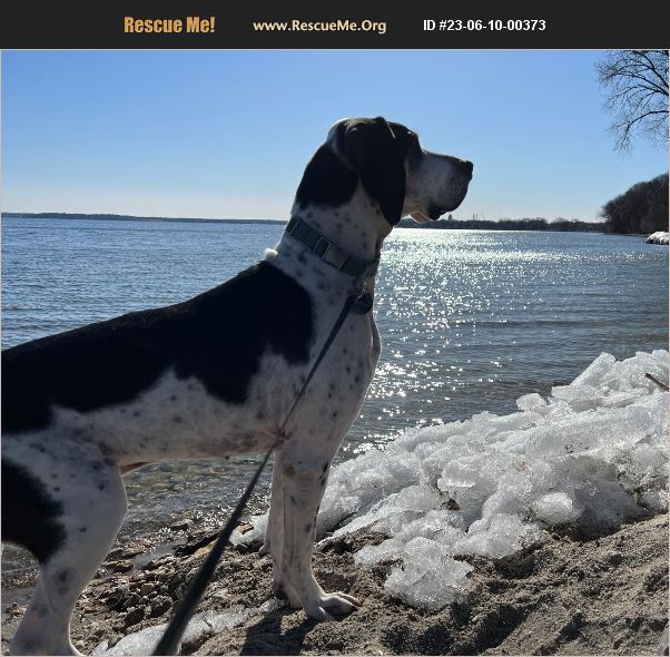ADOPT 23061000373 Bluetick Coonhound Rescue Middleton, WI