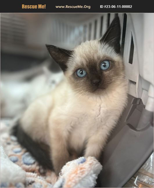 ADOPT 23061100002 Siamese Rescue Los Angeles, CA