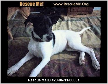 - New Jersey Akita Rescue - ADOPTIONS - Rescue Me!