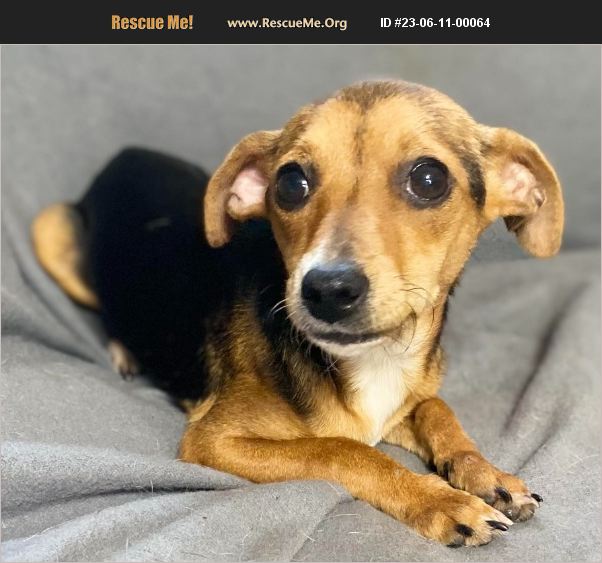 ADOPT 23061100064 Chihuahua Rescue whippany new jersey, NJ