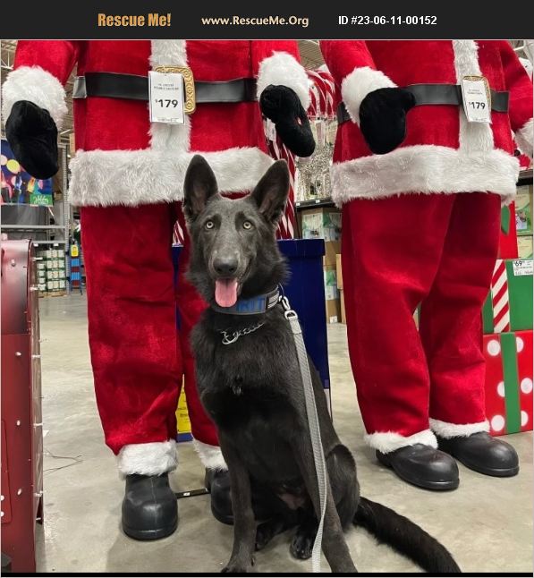 ADOPT 23061100152 German Shepherd Rescue Seminole County, FL