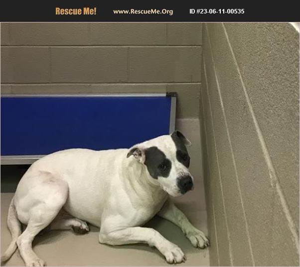 Adopt Pit Bull Rescue Ellenwood Ga