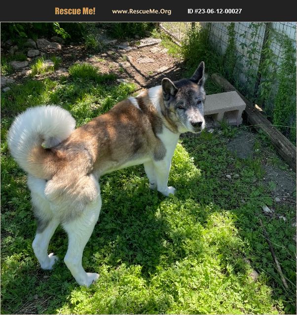 ADOPT 23061200027 ~ Akita Rescue ~ Klondike, TX