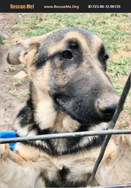 ADOPT 23061200135 German Shepherd Rescue Hogansville GA