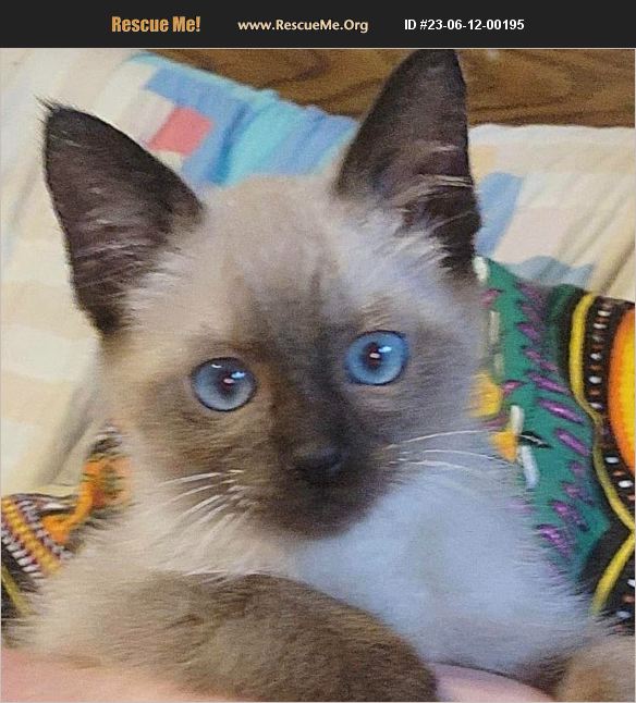 ADOPT 23061200195 Siamese Rescue New Braunfels, TX