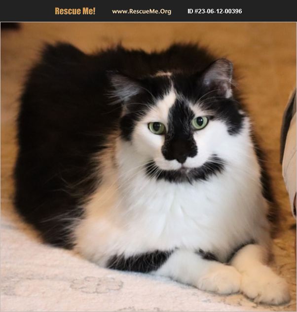 ADOPT 23061200396 Domestic Cat Rescue Kenosha County, WI
