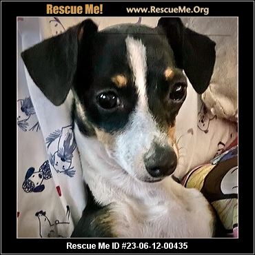 Texas Rat Terrier Rescue Adoptions Rescue Me 
