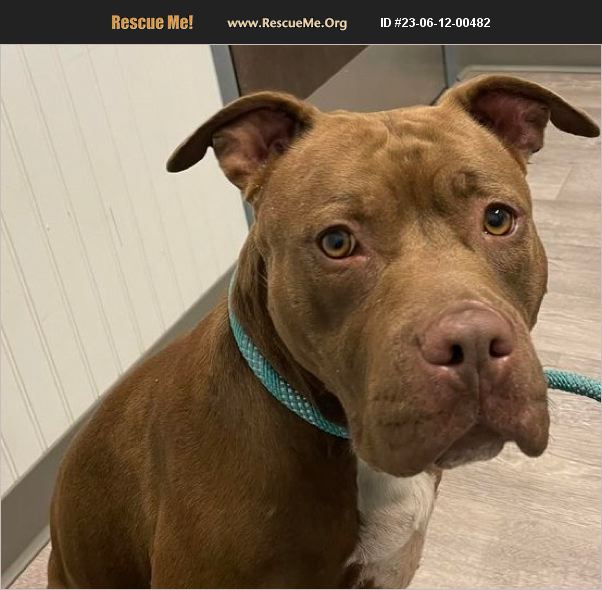 ADOPT 23061200482 American Staffordshire Terrier Rescue adopt-23061200482-american-staffordshire-terrier-rescue