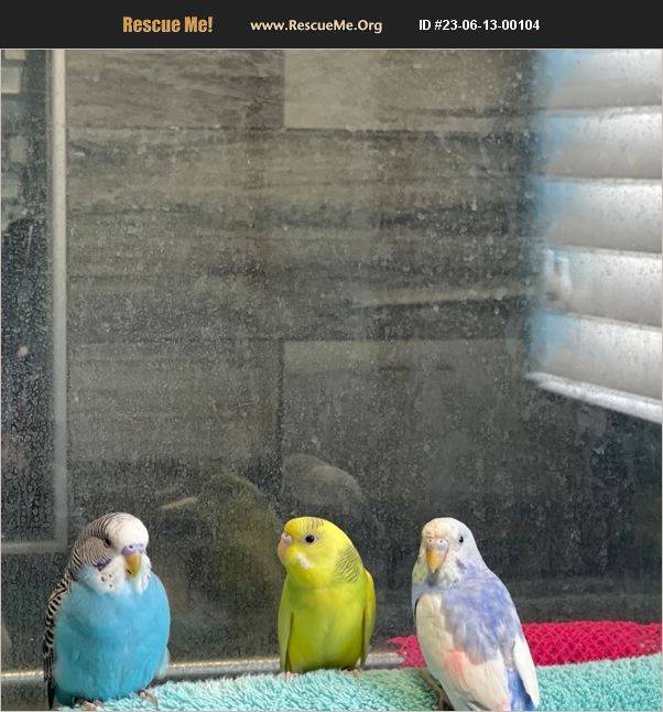 ADOPT 23061300104 Pet Bird Rescue Las Vegas, NV