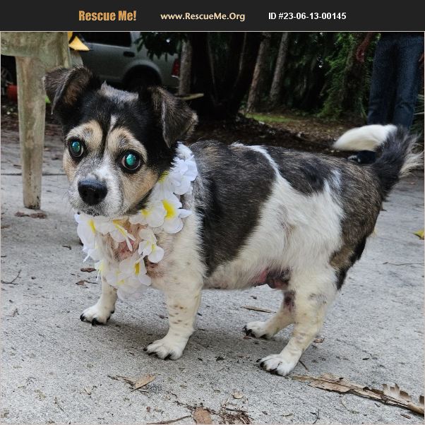 ADOPT 23061300145 Rat Terrier Rescue Boca Raton, FL