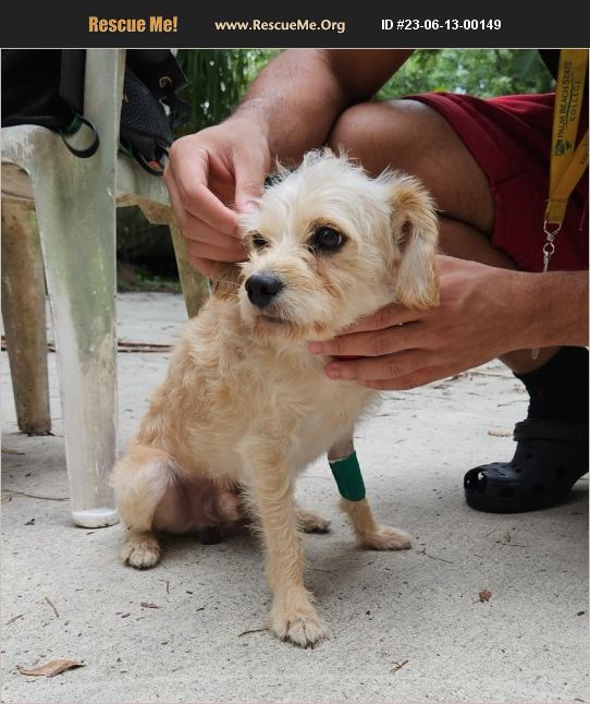 ADOPT 23061300149 Poodle Rescue Boca Raton, FL