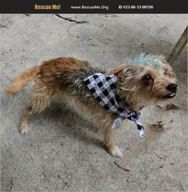 ADOPT 23061300156 Norfolk Terrier Rescue Boca Raton, FL