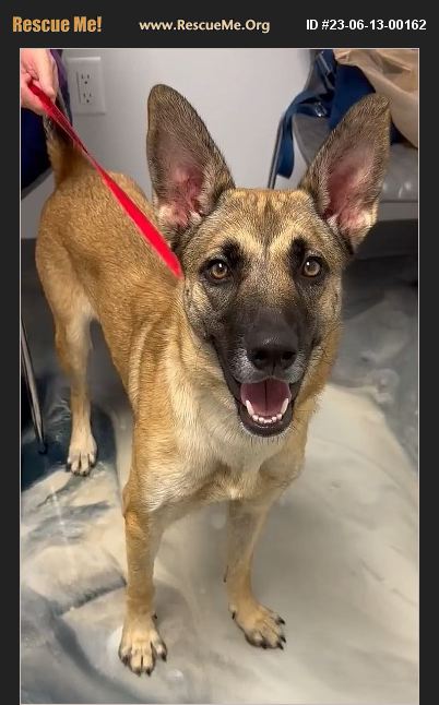 ADOPT 23061300162 German Shepherd Rescue Florida adopt-23061300162-german-shepherd-rescue-florida