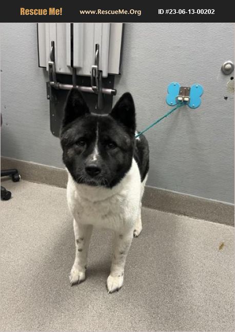 ADOPT 23061300202 ~ Akita Rescue ~ Las Vegas, NV