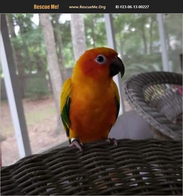 ADOPT 23061300227 Pet Bird Rescue Richmond Hill, GA