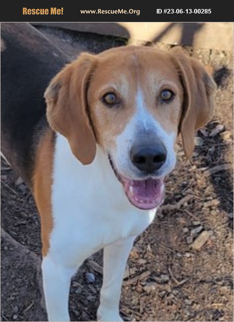 Adopt Foxhound Rescue Heathsville Va