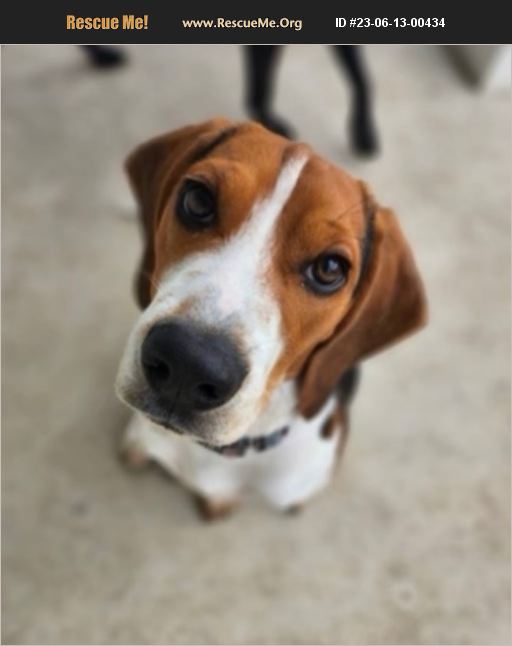 ADOPT 23061300434 Beagle Rescue Charleston, SC