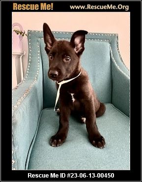 can a australian kelpie live in niger