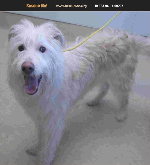 ADOPT 23061400205 Irish Wolfhound Rescue New Castle, IN