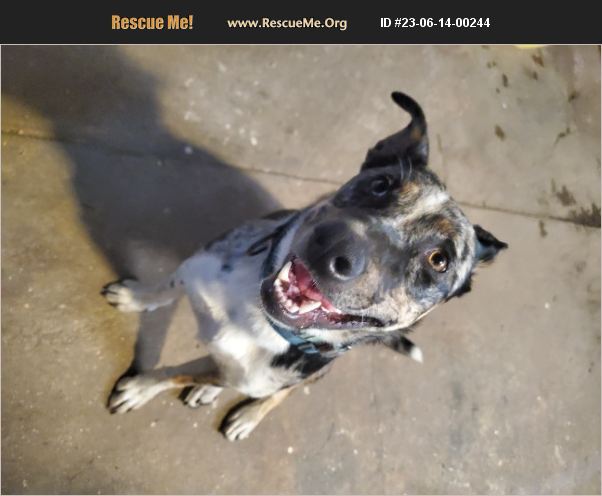 ADOPT 23061400244 ~ Australian Cattle Dog Rescue ~ St. Louis, MO