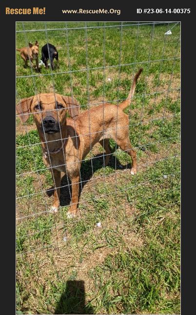 Adopt Black Mouth Cur Rescue Johnson County Tx